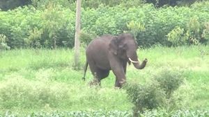 ആറളം ഫാം റസിഡൻഷ്യൽ സ്കുളിന്റെ മതിൽ വീണ്ടും കാട്ടാന തകർത്തു 