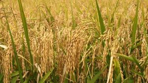  പാലക്കാട് നെല്ല് സംഭരണം തുടങ്ങി;ഇതുവരെ സംഭരിച്ചത് 1791.98 മെട്രിക് ടണ്‍  