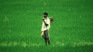 അരിവില കുറയുന്നു, ജയയ്ക്കും മട്ടയ്ക്കും വില ഇനിയും കുറഞ്ഞേക്കും 