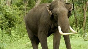 പൂതാടിയില്‍ വിട്ടൊഴിയാതെ കാട്ടാന പേടി, നെല്‍കൃഷി വ്യാപകമായി നശിപ്പിച്ചു