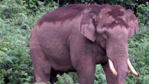 അന്ന് പ്രിയപ്പെട്ടവന്‍, ഇന്ന് പേടിസ്വപ്നം; പടയപ്പ ജനവാസമേഖലയിലിറങ്ങുന്നത് സ്ഥിരമാകുന്നു