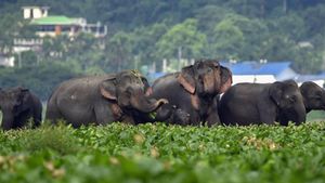 പടയപ്പ മാത്രമല്ല, 13 കാട്ടാനകള്‍ വേറെയും; ചൊക്കനാട് എസ്റ്റേറ്റില്‍ ആശങ്ക