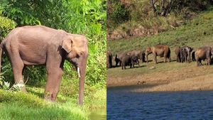 വയനാട്ടില്‍ കര്‍ഷകരെ വിടാതെ കാട്ടാനക്കൂട്ടം, ഇത്തവണ തകര്‍ത്തത് പനമരത്തെ നെല്‍കൃഷി