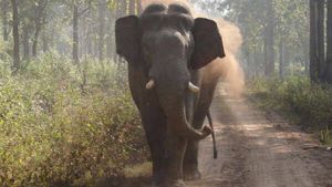 വയനാട്ടില്‍ ആകെ രൂക്ഷമായ കാട്ടാന ശല്യം, കൃഷിഭൂമി നശിപ്പിച്ചു, വീട് തകര്‍ത്തു