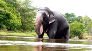 കാട്ടാനയെ കണ്ട് ചിന്നംവിളിച്ചു, നിലത്തുകുത്തി, വളര്‍ത്താനയുടെ കൊമ്പ് ഊരി വീണു