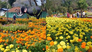 മലമ്പുഴ പുഷ്പമേള നാളെ മുതൽ, പാട്ടുപുരയും ഭക്ഷണ സ്റ്റാളും ആസ്വദിക്കാം; നാളെ ഗാനമേളയും