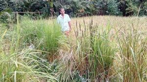 650 പരമ്പരാ​ഗത നെല്ലിനങ്ങളുടെ സംരക്ഷകൻ; പത്മശ്രീയിലൂടെ രാജ്യത്തിന്റെ ആദരം, ഒരേയൊരു നാരായണ ബേളേരി