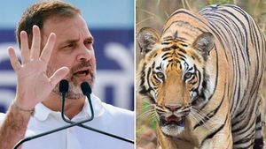 വീണ്ടും കടുവയുടെ ആക്രമണം, പശുക്കിടാവിനെ പിടികൂടി; രാഹുല്‍ വയനാട്ടിലേക്ക്