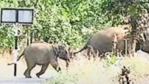 ഓപ്പറേഷന്‍ എലിഫന്റ് ആദ്യഘട്ടം വിജയകരം; ആദ്യദിനം 5 കാട്ടാനകളെ തുരത്തിയെന്ന് വനംവകുപ്പ്