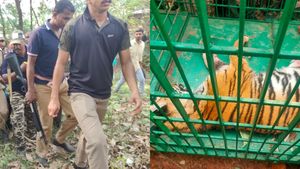 മയക്കു വെടിയേറ്റു ചത്ത കടുവ കണ്‍സര്‍വേഷന്‍ അതോറിറ്റിയുടെ ലിസ്റ്റില്‍ ഇല്ലാത്തതാണെന്ന് ഡിഎഫ്ഒ