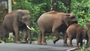 മാക്കൂട്ടം ചുരം പാതയിലെ കാട്ടാനകളുടെ സാന്നിദ്ധ്യം: യാത്രക്കാരുടെ സുരക്ഷ ഉറപ്പാക്കണമെന്ന ആവശ്യം ശക്തമായി