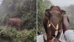 കാറുകള്‍ക്ക് നേരെ പാഞ്ഞടുത്ത് പടയപ്പ; വൈദികനടക്കം അഞ്ച് പേര്‍ രക്ഷപ്പെട്ടത് തലനാരിഴക്ക്