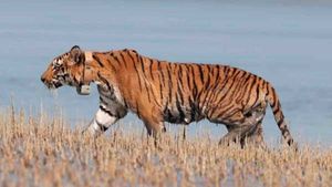 വന്യമൃഗ ശല്യം കൊണ്ട് പൊറുതി മുട്ടി വയനാട്ടുകാര്‍; ചിറക്കരയില്‍ കടുവയെ പിടിക്കാന്‍ കൂടുവെച്ചു
