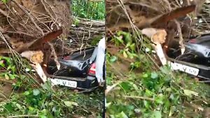 കാറിനും ബസിനും മുകളിലേക്ക് മരം കടപുഴകി വീണു; ഒരു മരണം, ഗര്‍ഭിണിയടക്കം നിരവധി പേര്‍ക്ക് പരിക്ക്