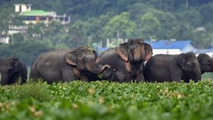 കാന്തല്ലൂരില്‍ നിന്ന് മാറാതെ കാട്ടാനക്കൂട്ടം; വിനോദസഞ്ചാരികളും നാട്ടുകാരും ഭീതിയില്‍