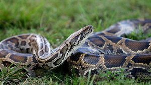 ബൈക്കിൻ്റെ ഹെഡ് ലൈറ്റിൽ കുടുങ്ങിയ പെരുമ്പാമ്പിൻ്റെ കുഞ്ഞിനെ രക്ഷിച്ചു