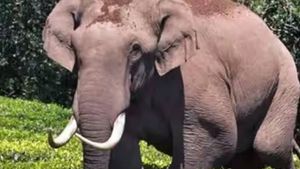 ഇടുക്കിയില്‍ വീണ്ടും ചക്കക്കൊമ്പന്റെ വിളയാട്ടം.. ഇന്നലെ തകര്‍ത്തത് റേഷന്‍കടയെങ്കില്‍ ഇന്ന് വീട്...