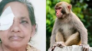 കുരങ്ങ് തേങ്ങ പറിച്ച്‌ എറിഞ്ഞു; വീട്ടമ്മയുടെ കണ്ണിന് പരിക്കേറ്റു, അടിയന്തര ശസ്ത്രക്രിയക്ക് വിധേയയാക്കി 