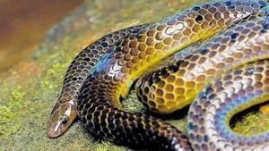  ഓണാഘോഷത്തിനിടെ അധ്യാപികയ്ക്ക് ക്ലാസ് മുറിയിൽ പാമ്പ് കടിയേറ്റു; സംഭവം കാസർഗോഡ്