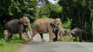 കാലടി പ്ലാന്റേഷനില്‍ കാട്ടാന ആക്രമണം, താല്‍ക്കാലിക അടുക്കള തകര്‍ത്തു