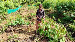തില്ലങ്കേരിയില്‍ ആയിരക്കണക്കിന് കപ്പകള്‍ കാട്ടുപന്നി നശിപ്പിച്ചു: കര്‍ഷകന്‍ പെരുവഴിയില്‍