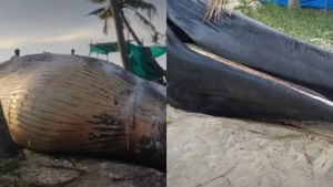 ആലപ്പുഴയിൽ 40,000 കിലോ വരുന്ന തിമിംഗലത്തെ സംസ്‌കരിച്ചു; ചിലവ് 4 ലക്ഷം, ദഹിപ്പിക്കാൻ 30 ടൺ വിറക് 