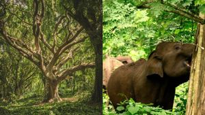 മുത്തങ്ങയില്‍ വന്യജീവി സങ്കേതം വീണ്ടും തുറന്നു, ആദ്യ ദിനത്തില്‍ വന്‍ ജനത്തിരക്ക്; കിടിലനായി സഫാരി 