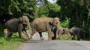 കാട്ടാനയ്ക്ക് പിന്നാലെ പുലി, കരടി, കുരങ്ങ്, മലയണ്ണാന്‍, മരപ്പട്ടി.. പൊറുതിമുട്ടി കര്‍ഷകര്‍