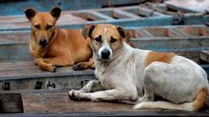 കണ്ണൂരില്‍ 14 പേരെ കടിച്ച തെരുവ് നായക്ക് പേവിഷബാധ സ്ഥിരീകരിച്ചു: ആശങ്ക