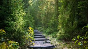 വീണ്ടും മലയോര കർഷക ദ്രോഹം: ഫോറസ്റ്റ് ആക്ട് നിയമ ഭേതഗതിക്കെതിരെ കർഷക സംഘടനകള്‍