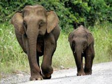 கடும் வறட்சி-முதுமலை சரணாலயத்தில் யானைகள் இடமாற்றம்  !