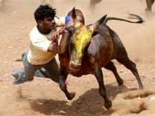 பாலமேடு ஜல்லிக்கட்டில் மாடு முட்டி ஒருவர் பலி