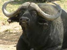 திண்டுக்கல் அருகே கோவில் விழாவில் 130 எருமைகள் பலி!