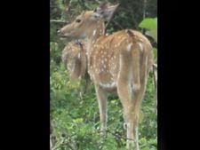 ஈரோடு அருகே தண்ணீர் தேடி வந்த மான் நீரில் மூழ்கி பலி