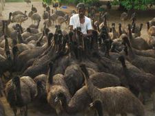ஈமுவை ஈமு சாப்பிடும் அவலம்: விடிவு எப்போது? கண்ணீர் சிந்தும் மக்கள்