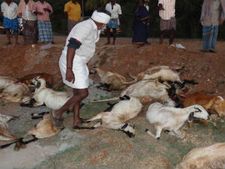 பெரியகுளம் அருகே அரசு பேருந்து விபத்து… 2 விவசாயிகள் 35 ஆடுகள் பலி