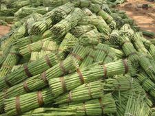 முருங்கைக்கு வந்த சோதனை.... விலை வீழ்ச்சி.. சோகத்தில் விவசாயிகள்!
