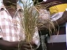 நாகை: குறுவை சாகுபடிக்கு 3வது ஆண்டாக 'நினைவஞ்சலி' செலுத்திய விவசாயிகள்!