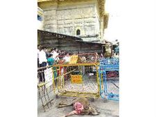 கன்று குட்டியை கொன்று மைசூர் சாமுண்டீஸ்வரி அம்மன் கோயில் அருகே போட்ட சிறுத்தை