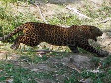 சத்தியமங்கலம் அருகே சிறுத்தை தாக்கி ஒருவர் பலி : சிறுநீர் கழிக்க சென்றபோது பரிதாபம்!