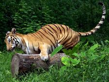 காட்டெருமை இறைச்சியில் விஷம் வைத்து புலியைக் கொன்ற மூவர் – வனத்துறையால் கைது