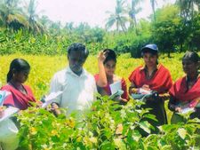 இரட்டை வாழையில் 