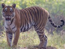 மூதாட்டியை அடித்துக் கொன்ற புலி – அரக்கோணத்தில் பரபரப்பு... புலி வேட்டையில் வனத்துறையினர்