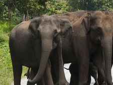 சாலையைக் கடக்க யானைகள் முயற்சி: சென்னை- பெங்களூரு சாலையில் 3 மணி நேரம் “டிராபிக் ஜாம்” 