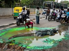 பெங்களூரில் நடுத்தெருவில் கிடந்த முதலை: ஓடிவந்து பள்ளத்தை மூடிய அதிகாரிகள்