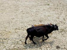 வாட்டும் வறட்சி- கடனைக் கட்ட முடியாமல் இரண்டு கர்நாடக விவசாயிகள் தற்கொலை!