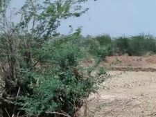 வெட்டி வீழ்த்தப்படுமா அத்தனை சீமைக் கருவேல மரங்களும்..?