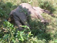 நீலகிரியில் பெண் யானை மர்ம மரணம்: மின் வேலியில் சிக்கியதா?