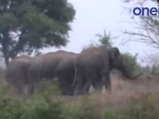 ஒசூருக்குள் புகுந்த 5 யானைகளுடன் போராடிய வனத்துறையினர், பொதுமக்கள்.. பரபரப்பு வீடியோ