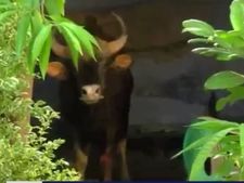 ஊருக்குள் புகுந்த காட்டெருமை: அலறியடித்து ஓடிய மக்கள் - வீடியோ 